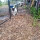 American Akita Puppies