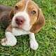 Purebred Beagle Male #2