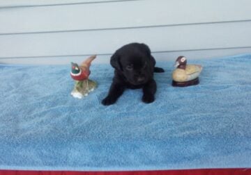 Purebred Lab Pups-no papers.