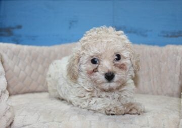 MaltiPoo Puppies
