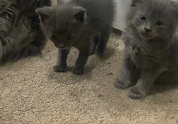 5 kittens ready for their forever home!