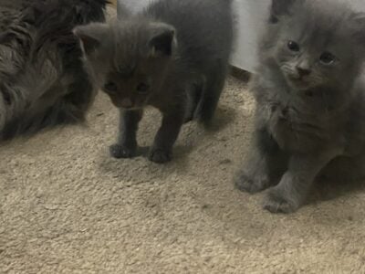 5 kittens ready for their forever home!