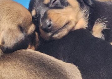 Dachshund Puppies