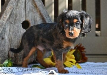 Cavapoo Puppy For Sale Millersburg OH Rex