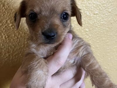 Dorkie (Dauschund/Yorkie)