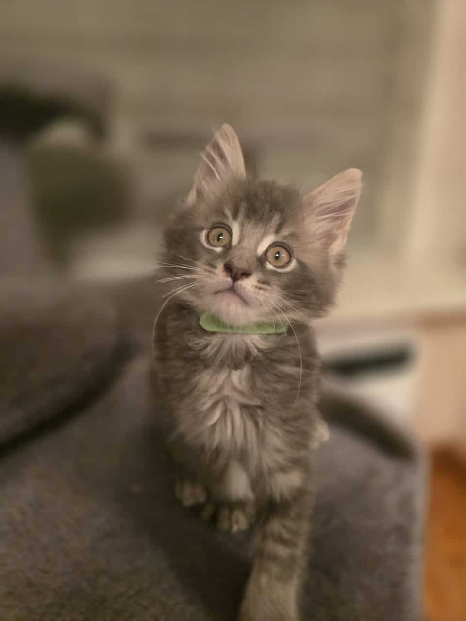 Maine Coon Matheo image 4
