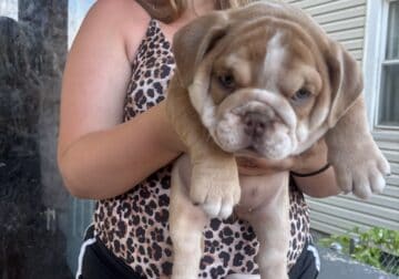English bulldog