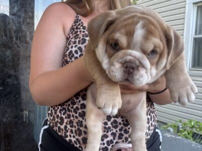 English bulldog