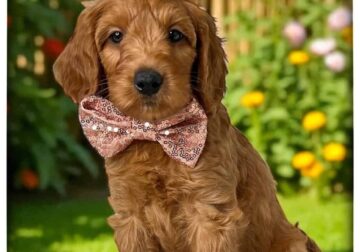 Coco (Cream collar)