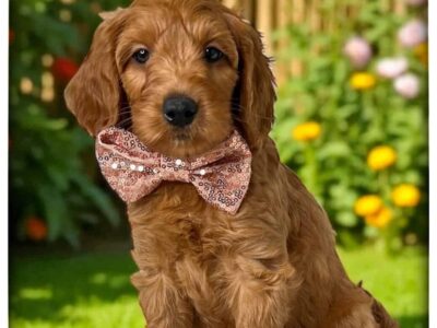 Coco (Cream collar)