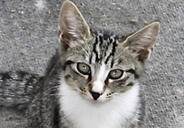 3 Month old gray white kitten.