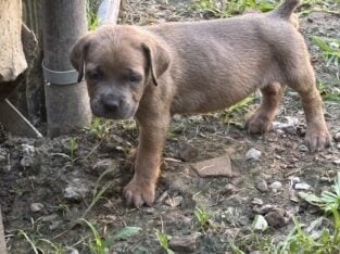 Beautiful Cane Corso Puppies!! Only 3 left!