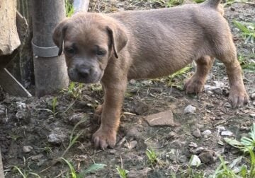 Beautiful Cane Corso Puppies!! Only 3 left!