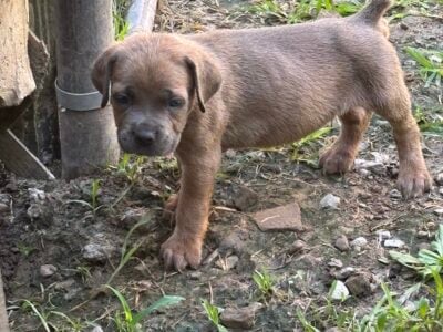 Beautiful Cane Corso Puppies!! Only 3 left  ...