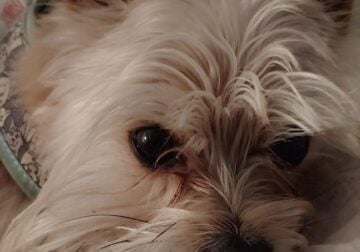 Rehoming ASLAN Chorkie