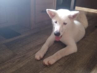 American Akita Girl Puppy – SNOW WHITE