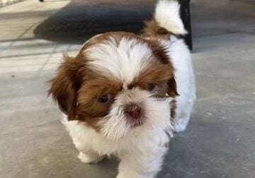 MoonPie Imperial Shih Tzu