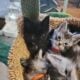 Maine Coon Kittens
