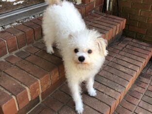 Lovely pet