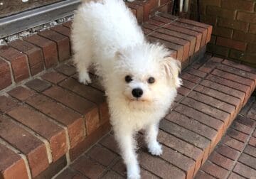 Lovely pet