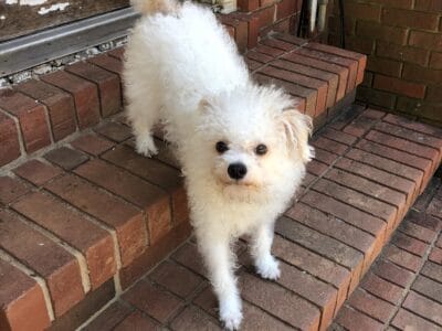 Lovely pet