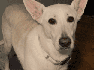 Rehoming well trained dog due to illness