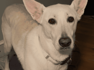 Rehoming well trained dog due to illness
