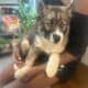 Wooly and plush Siberian Husky Puppies