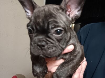 Frenchie puppies
