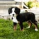 AKC Bernese Mountain female puppy Indianan (Jane)