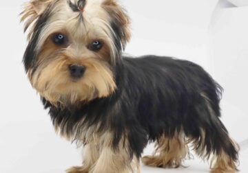Yorkie boy Cutie
