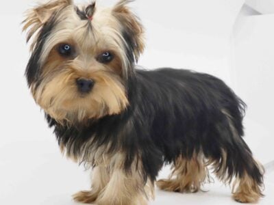 Yorkie boy Cutie