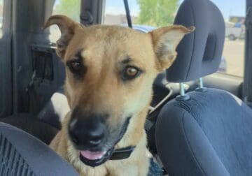 Young Shepherd mix