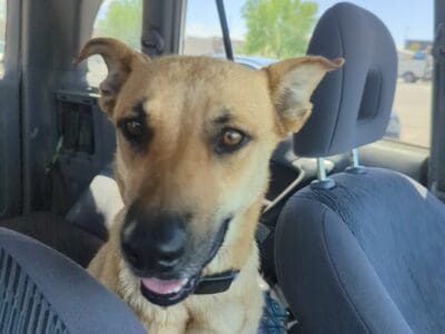 Young Shepherd mix