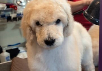 AKC STANDARD POODLE PUPPIES