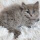 Gorgeous TICA Ragdoll Kittens DNA Health Tested