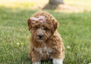 F1B goldendoodle female puppy in Indiana (Julia)