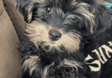 Adorable Yorkie Puppy Ready for a Loving Home