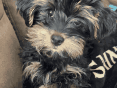 Adorable Yorkie Puppy Ready for a Loving Home