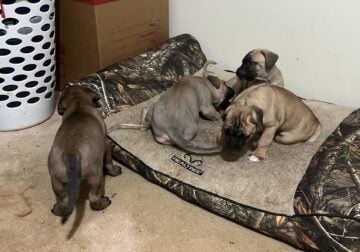 Six Fawn Cane Corso Puppies for sale