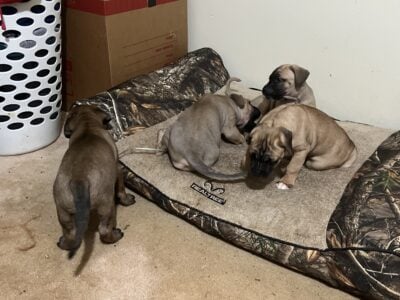 Six Fawn Cane Corso Puppies for sale