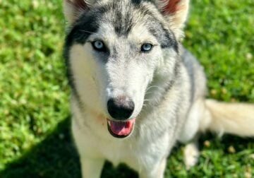 1-Year-Old Husky/German Shepherd Mix – Blue Eyes