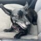 Ella – 9 year old chihuahua mix for sale