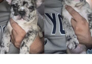French bulldog