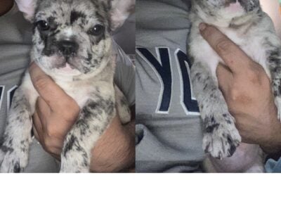 French bulldog