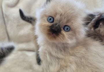 Sweet Himalayan boy kittens