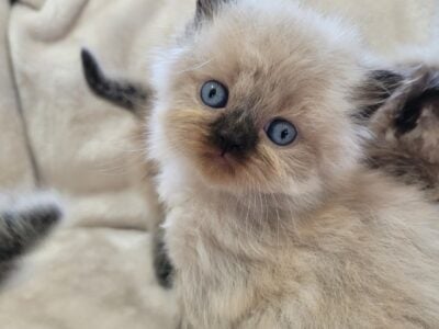 Sweet Himalayan boy kittens