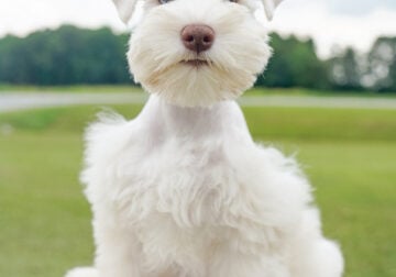 Two Puppies Left – Miniature Schnauzers