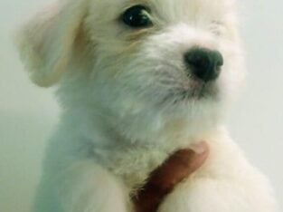 Adorable Small Breeds