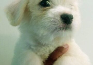 Adorable Small Breeds